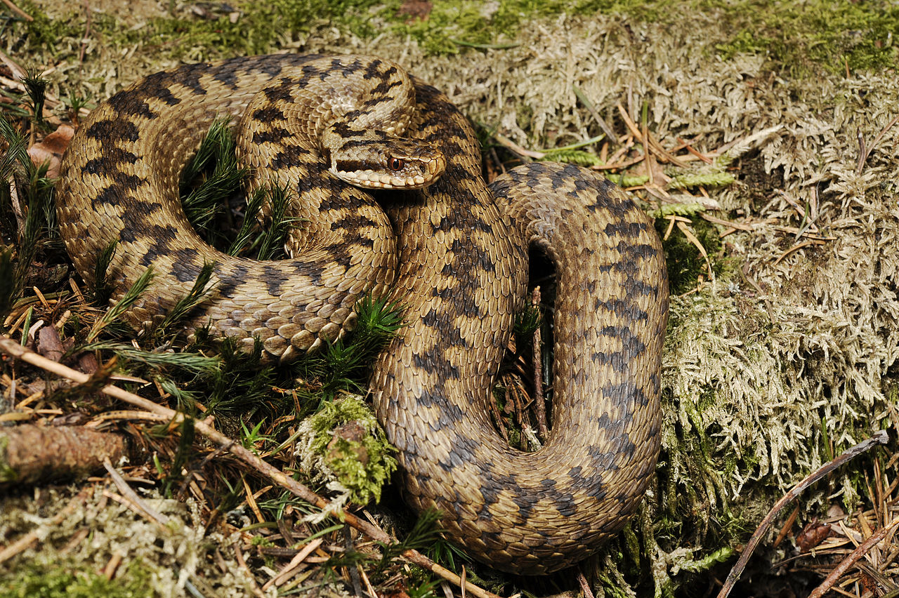 Звичайна гадюка Vipera berus у природному середовищі